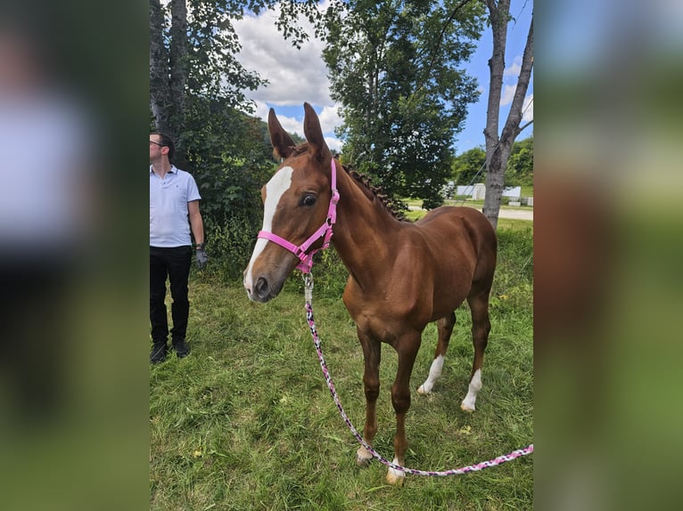 Trakehner Jument Poulain (03/2024) Alezan in Nellingen