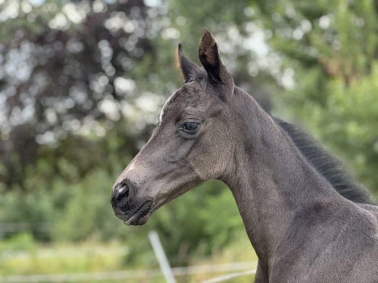 Trakehner Jument Poulain (06/2025) Bai brun in Schackensleben
