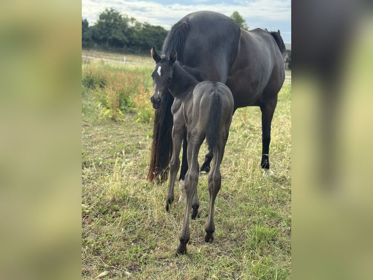 Trakehner Jument Poulain (06/2025) Bai brun in Schackensleben