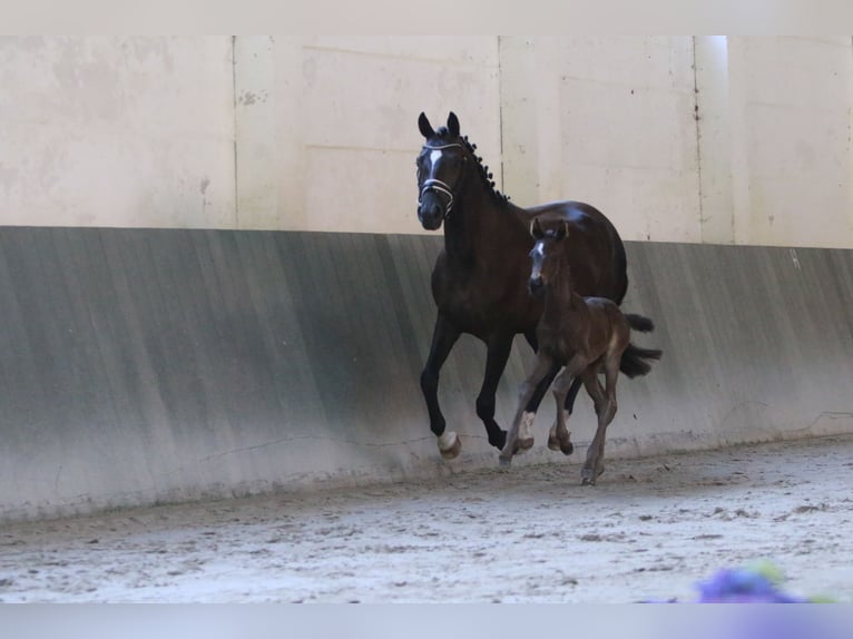 Trakehner Jument Poulain (06/2025) Bai brun in Schackensleben