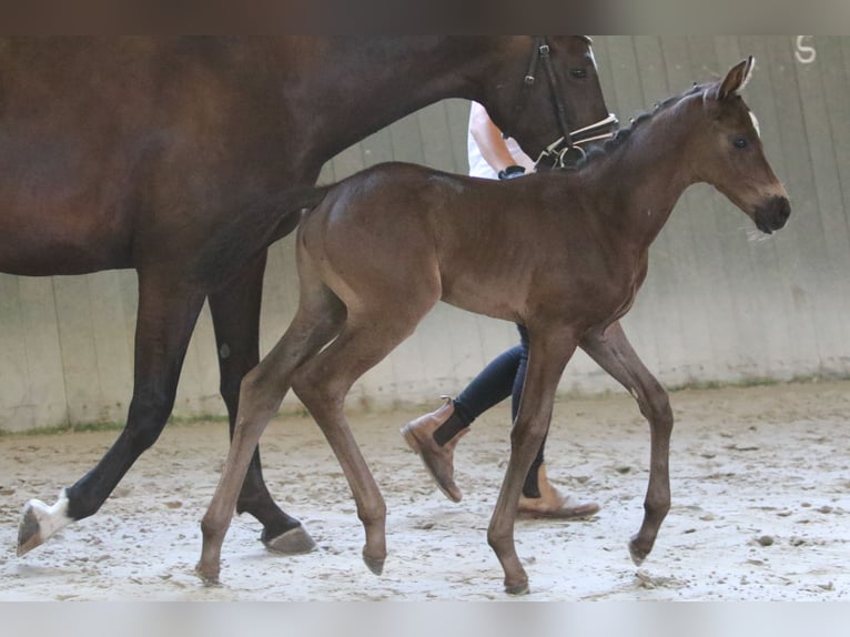 Trakehner Jument Poulain (06/2025) Bai brun in Schackensleben
