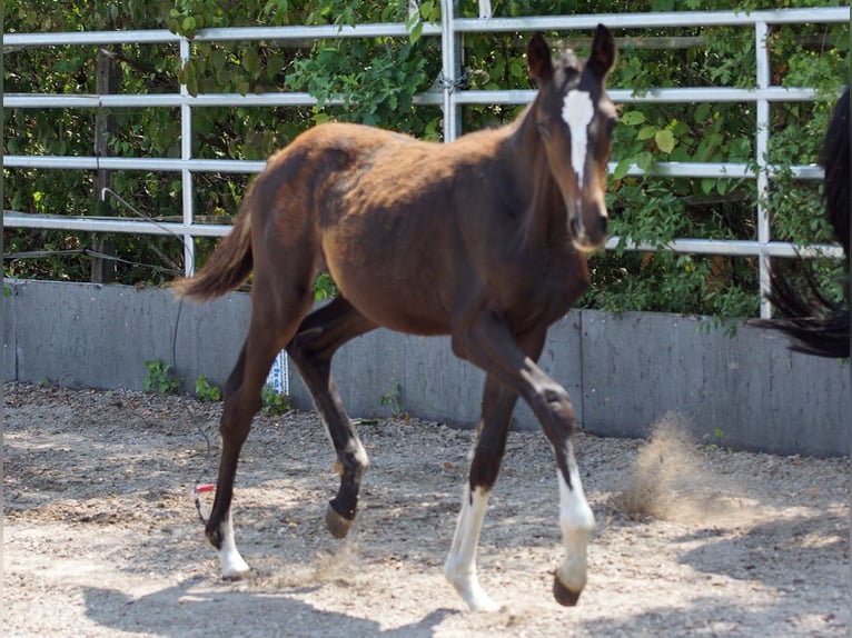 Trakehner Jument Poulain (03/2026) Bai brun in Günzburg