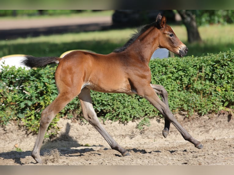 Trakehner Jument Poulain (06/2026) Bai brun in Wagenfeld