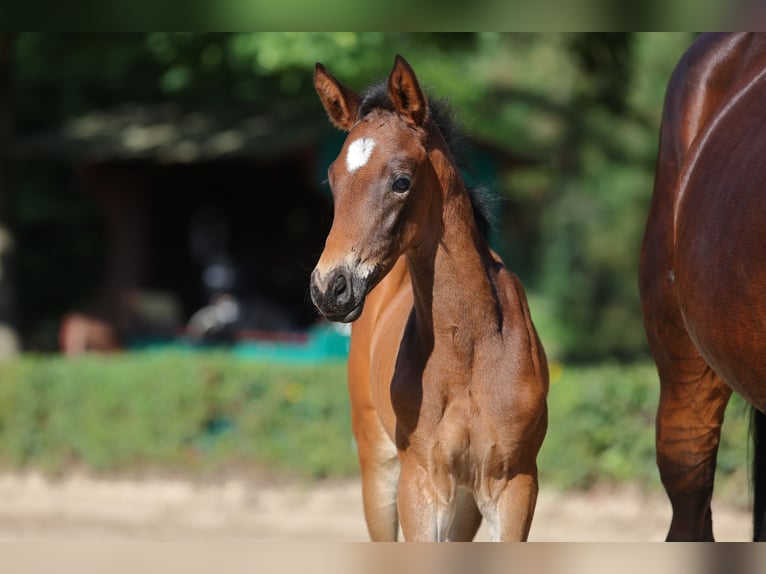 Trakehner Jument Poulain (06/2026) Bai brun in Wagenfeld