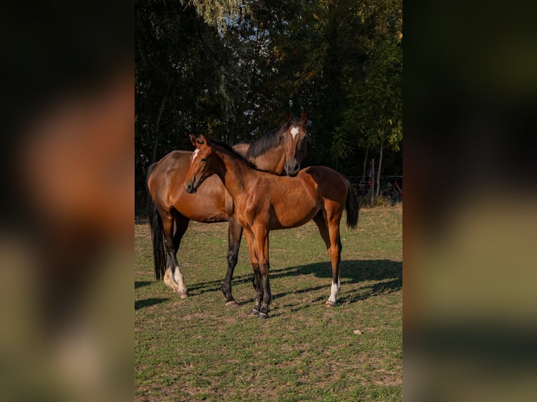 Trakehner Jument Poulain (04/2026) Bai brun in Böbingen