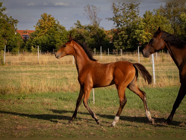 Trakehner Jument Poulain (04/2026) Bai brun in Böbingen