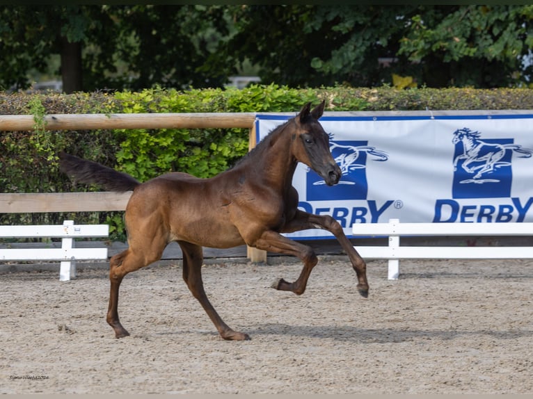 Trakehner Jument Poulain (07/2026) Bai brun foncé in Bad Grund (Harz)