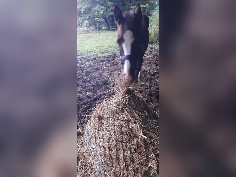 Trakehner Jument  Bai brun foncé in Otterndorf