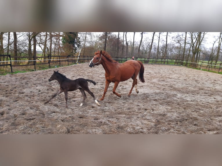 Trakehner Jument  Bai brun foncé in Otterndorf