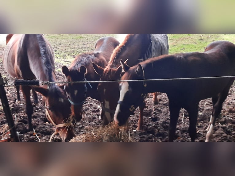 Trakehner Jument  Bai brun foncé in Otterndorf