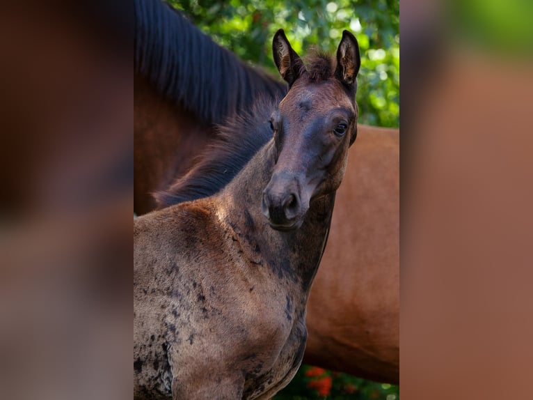 Trakehner Jument Poulain (05/2025) Bai brun foncé in Baruth/Mark