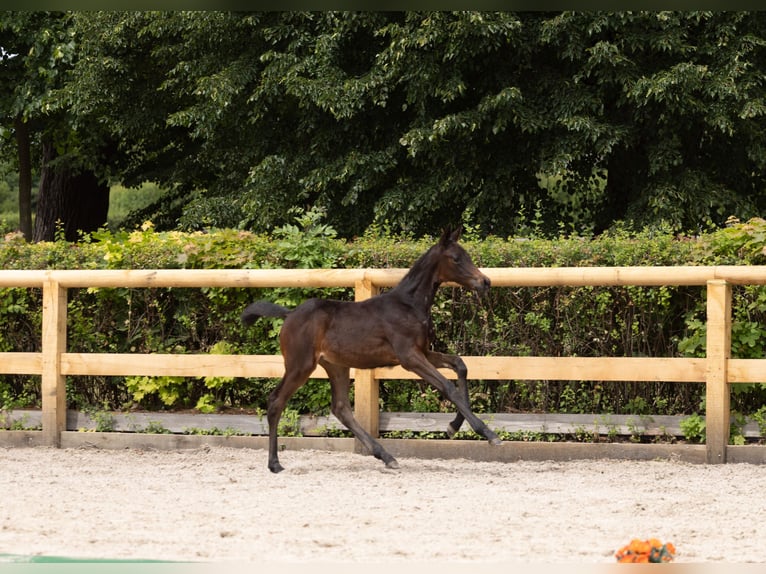 Trakehner Jument Poulain (04/2026) Bai brun foncé in Graditz