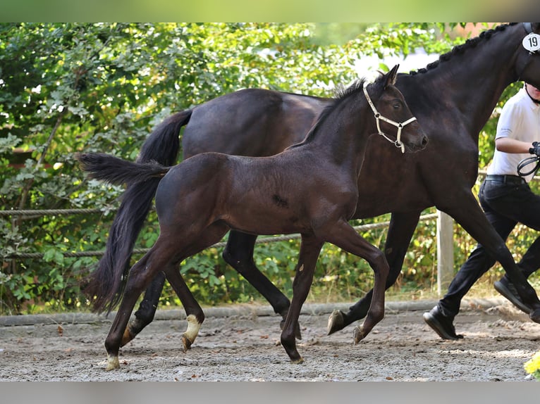 Trakehner Jument Poulain (06/2025) Bai brun foncé in Huizen