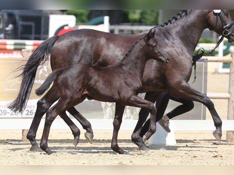 Trakehner Jument Poulain (05/2026) Bai brun foncé in Leichlingen