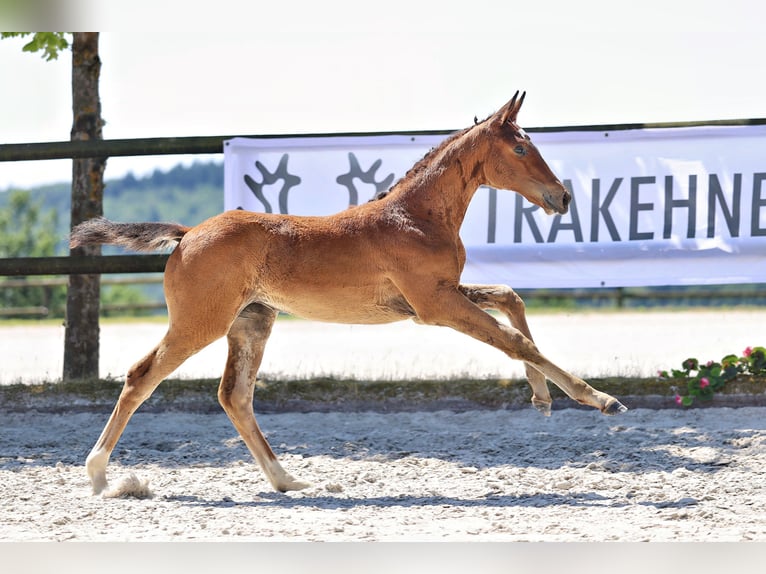Trakehner Jument Poulain (04/2026) Bai in VenningenBöbingen