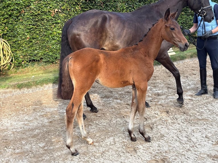 Trakehner Jument Poulain (04/2026) Bai in Verden (Aller)