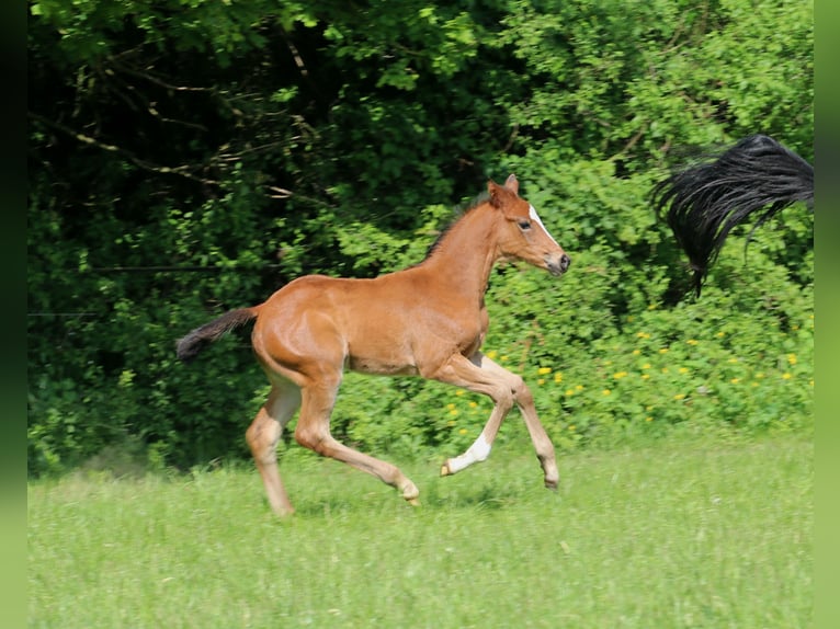 Trakehner Jument Poulain (04/2024) Bai in Hollenstedt