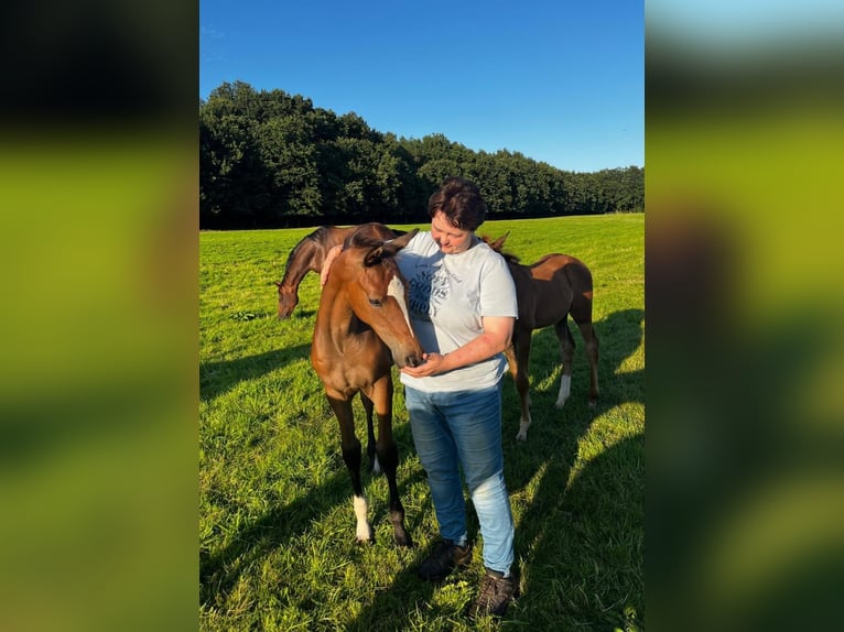 Trakehner Jument Poulain (04/2024) Bai in Hollenstedt