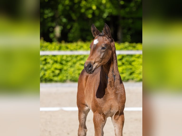 Trakehner Jument Poulain (03/2026) Bai in Grosswaltersdorf