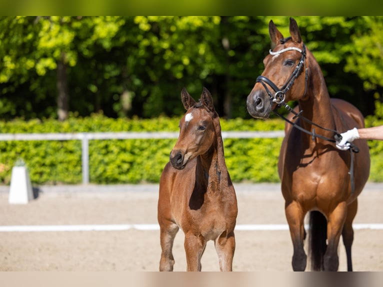 Trakehner Jument Poulain (03/2026) Bai in Grosswaltersdorf