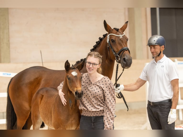 Trakehner Jument Poulain (03/2026) Bai in Grosswaltersdorf