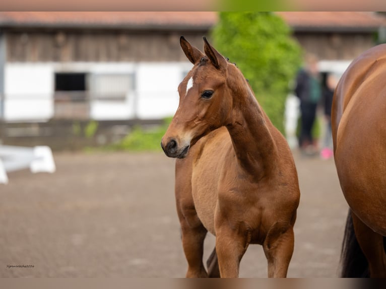 Trakehner Jument Poulain (03/2026) Bai in Immenstedt