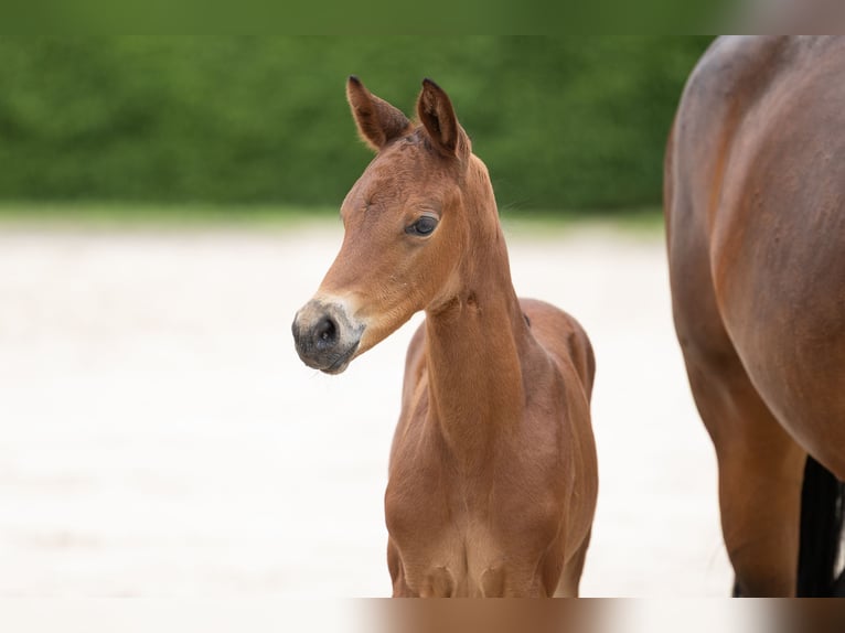 Trakehner Jument Poulain (05/2026) Bai in Weimar