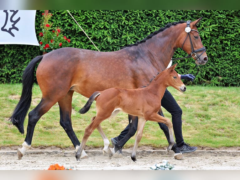 Trakehner Jument Poulain (05/2026) Bai in Weimar