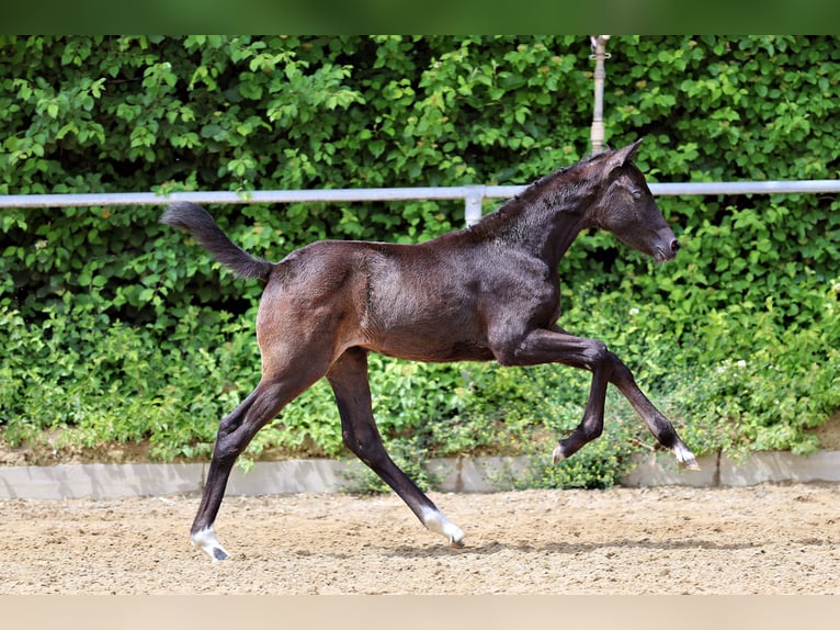 Trakehner Jument Poulain (04/2026) Peut devenir gris in Wessobrunn