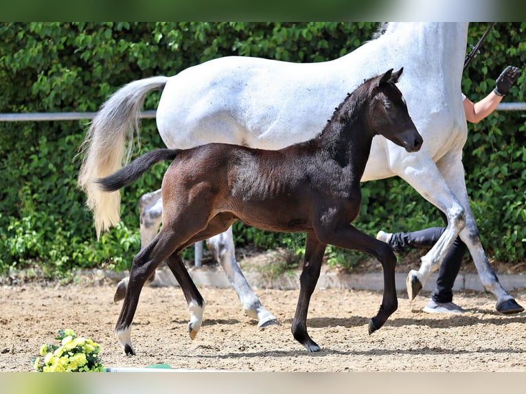 Trakehner Jument Poulain (04/2026) Peut devenir gris in Wessobrunn