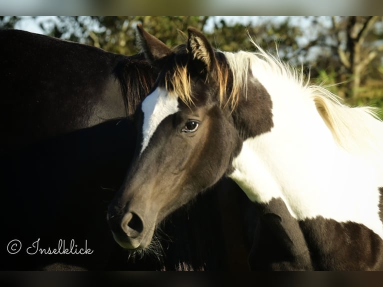 Trakehner Jument Poulain (03/2024) Pinto in Alkersum