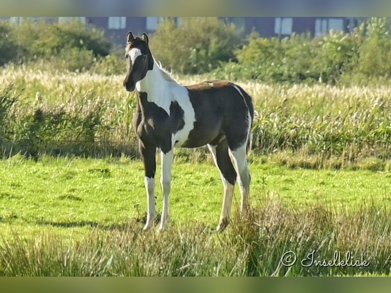 Trakehner Jument Poulain (03/2024) Pinto in Alkersum