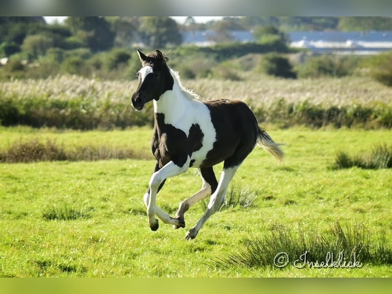 Trakehner Jument Poulain (03/2024) Pinto in Alkersum