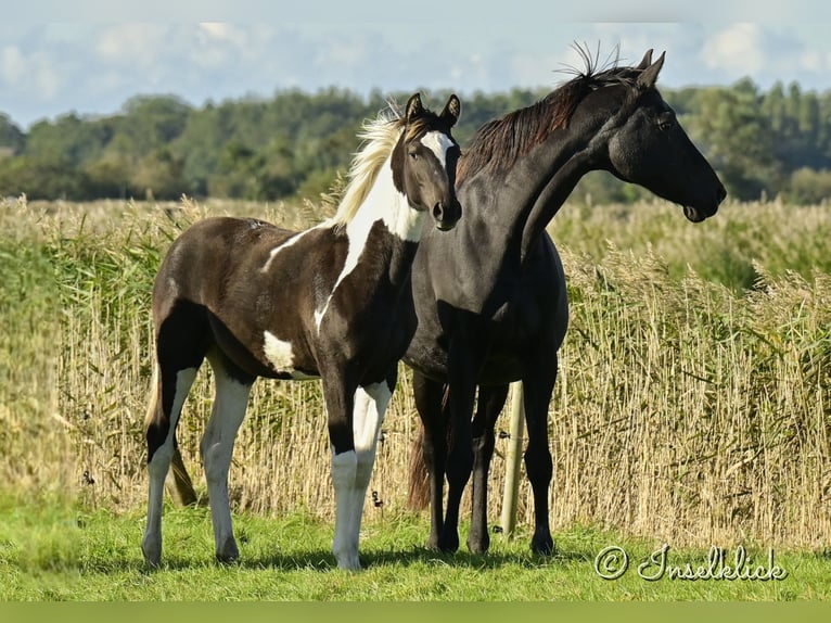 Trakehner Jument Poulain (03/2024) Pinto in Alkersum