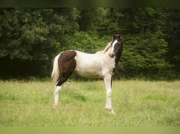 Trakehner Jument Poulain (03/2024) Pinto in Lüdersdorf