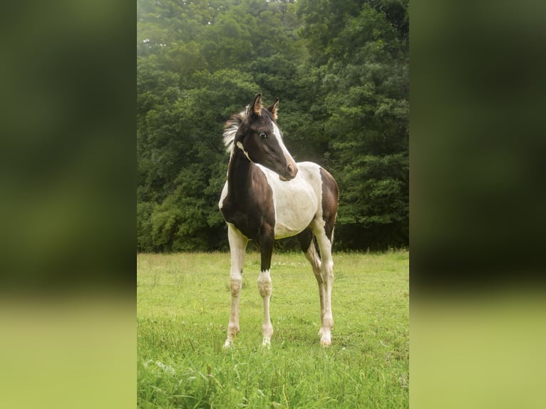 Trakehner Jument Poulain (03/2024) Pinto in Lüdersdorf