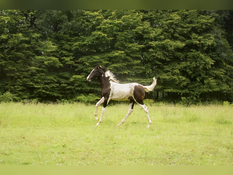 Trakehner Jument Poulain (03/2024) Pinto in Lüdersdorf