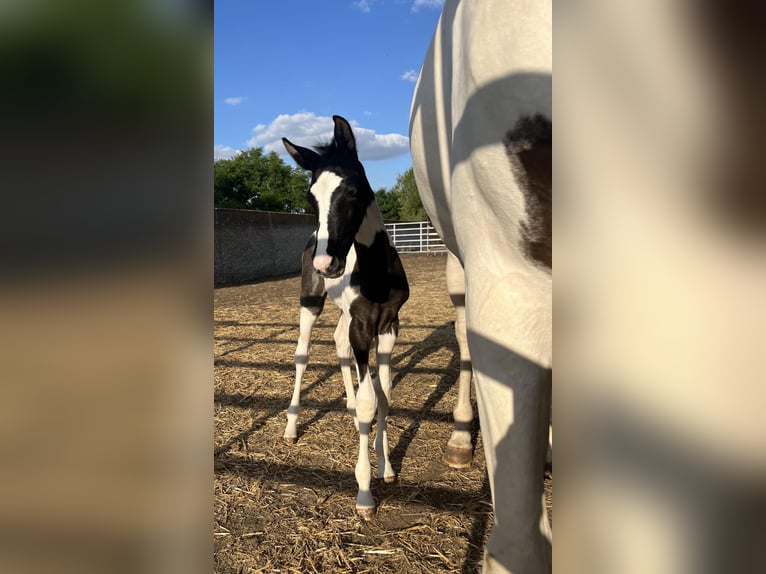 Trakehner Jument Poulain (06/2024) Pinto in Oschatz