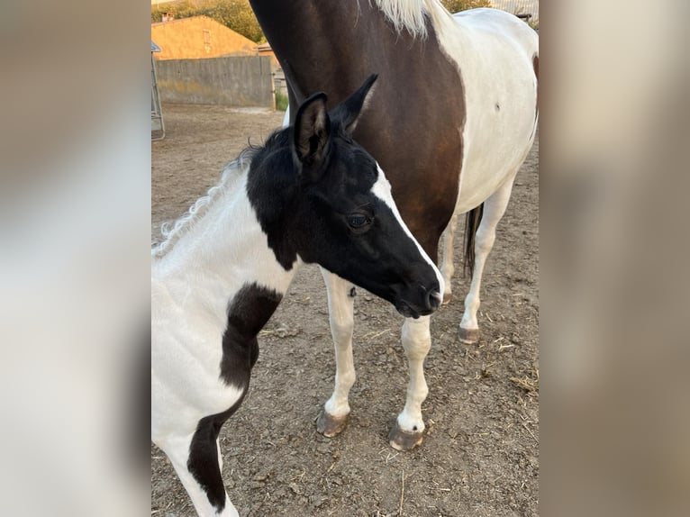 Trakehner Jument Poulain (06/2024) Pinto in Oschatz