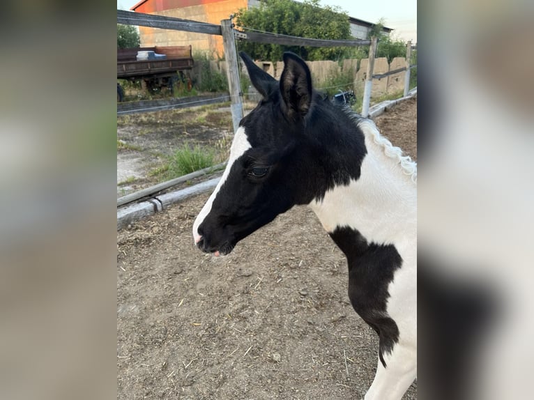 Trakehner Jument Poulain (06/2024) Pinto in Oschatz