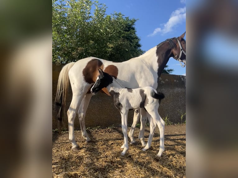 Trakehner Jument Poulain (06/2024) Pinto in Oschatz