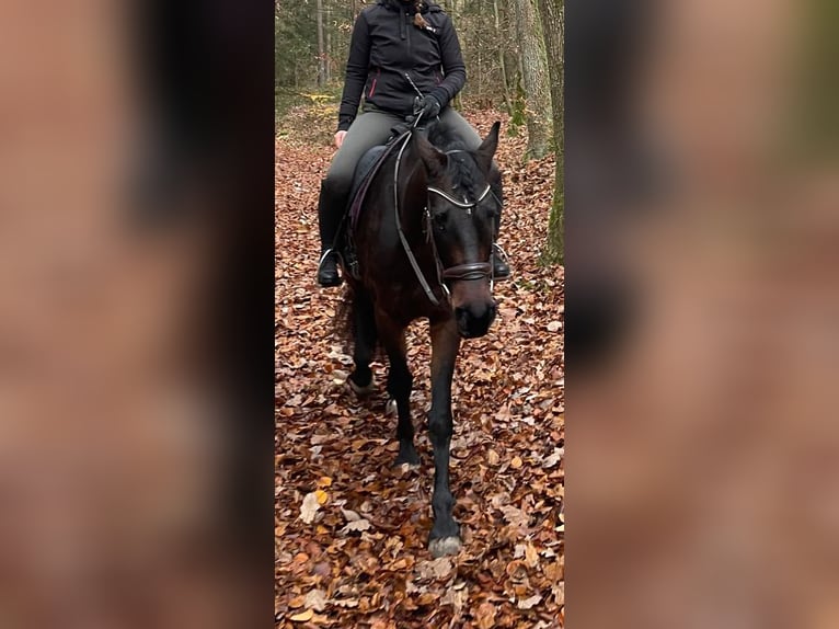 Trakehner Mix Mare 10 years 15,1 hh Brown in Bamberg