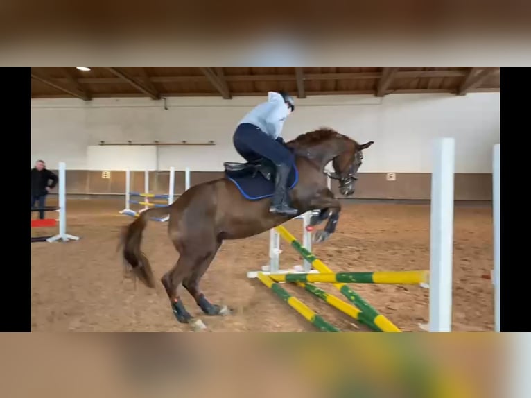 Trakehner Mare 10 years 15,1 hh Chestnut in Lehrte