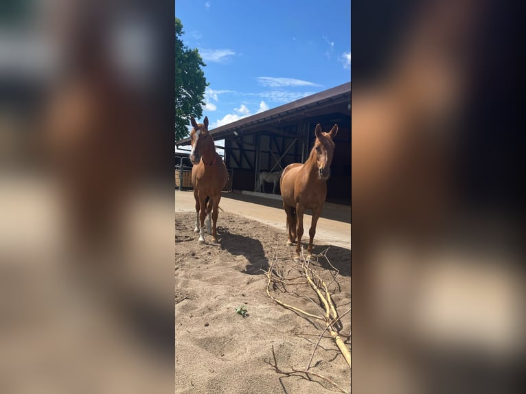 Trakehner Mare 10 years 15,1 hh Chestnut in Lehrte