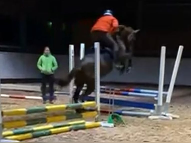 Trakehner Mare 10 years 15,1 hh Chestnut in Lehrte