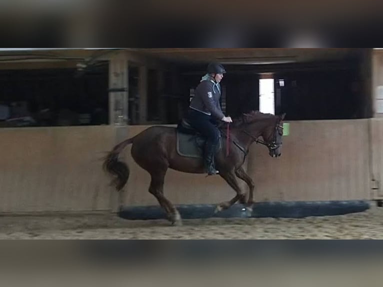 Trakehner Mare 10 years 15,1 hh Chestnut in Lehrte