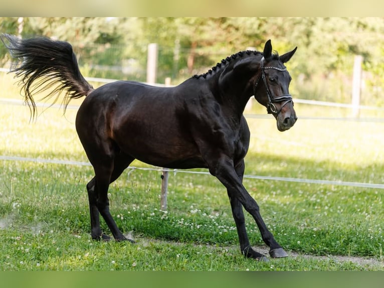 Trakehner Mare 10 years 16.1 hh Black in Palanga