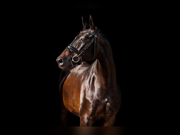 Trakehner Mare 10 years 16.1 hh Black in Palanga