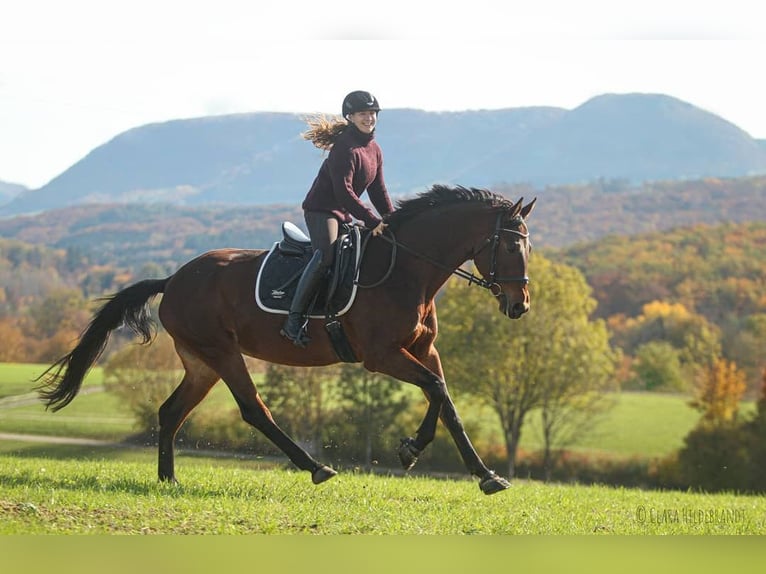 Trakehner Mare 10 years 16,1 hh Brown in Neresheim