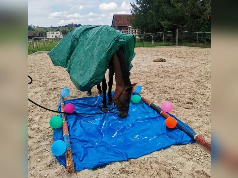 Trakehner Mare 10 years 16,1 hh Brown in Neresheim